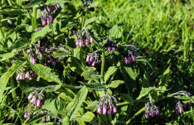Bahar boyunca yabani kuş ya da hakiki kuş (Symphytum officinale) çiçeği