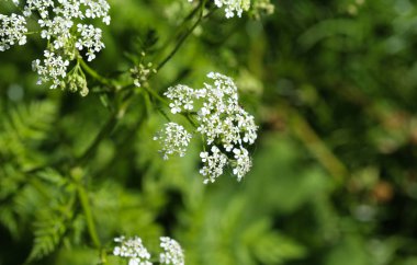 maydanoz veya yabani frenk maydanoz (Anthriscus sylvestris), bahar aylarında çiçeklenme