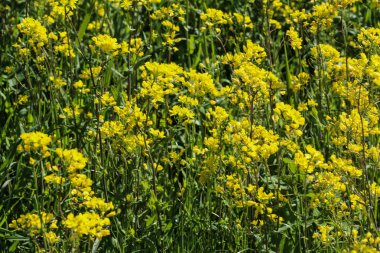 bittercress, ot barbara, sarı rocketcress veya kış roket (Barbarea vulgaris) ilkbaharda çiçek