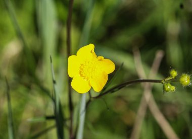 yaygın çayır buttercup veya uzun buttercup (Ranunculus acris) ilkbaharda çiçeklenme