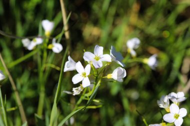 Baharda açan büyük acı dere (Cardamine amara)