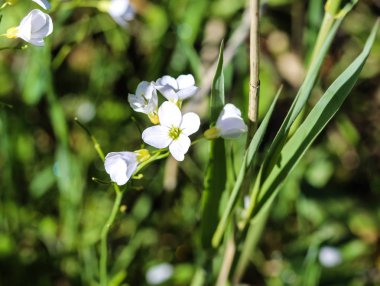 Baharda açan büyük acı dere (Cardamine amara)