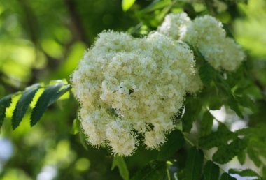 İlkbaharda açan Rowan veya dağ külleri (Sorbus aucuparia) çiçeği
