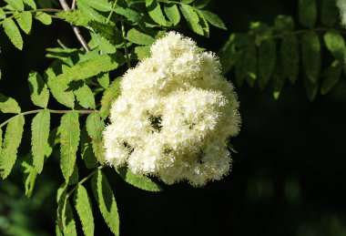İlkbaharda açan Rowan veya dağ külleri (Sorbus aucuparia) çiçeği