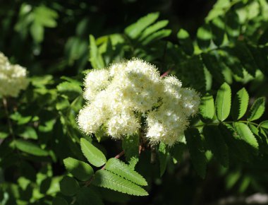 İlkbaharda açan Rowan veya dağ külleri (Sorbus aucuparia) çiçeği