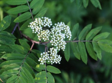 İlkbaharda açan Rowan veya dağ külleri (Sorbus aucuparia) çiçeği