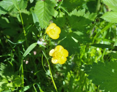 yaygın çayır buttercup veya uzun buttercup (Ranunculus acris) ilkbaharda çiçeklenme
