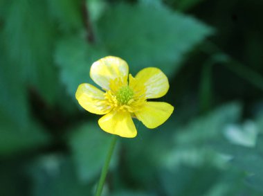 yaygın çayır buttercup veya uzun buttercup (Ranunculus acris) ilkbaharda çiçeklenme
