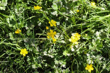 yaygın çayır buttercup veya uzun buttercup (Ranunculus acris) ilkbaharda çiçeklenme