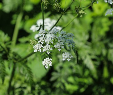 maydanoz veya yabani frenk maydanoz (Anthriscus sylvestris), bahar aylarında çiçeklenme