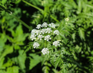 maydanoz veya yabani frenk maydanoz (Anthriscus sylvestris), bahar aylarında çiçeklenme