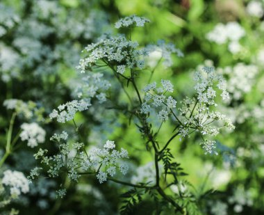 maydanoz veya yabani frenk maydanoz (Anthriscus sylvestris), bahar aylarında çiçeklenme