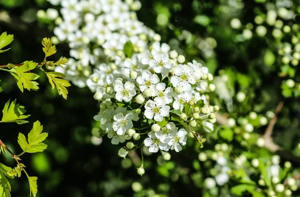 Biały kwiat z Midland głogu, Hawthorn angielski (Crataegus laevigata) kwitnące wiosną — Zdjęcie stockowe
