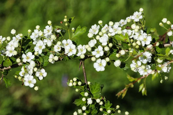 Flor blanca de espino medio, espino inglés (Crataegus laevigata) floreciendo en primavera — Foto de Stock
