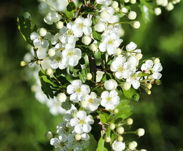 Flor branca de espinheiro da parte central da terra, espinheiro inglês (Crataegus laevigata) florescendo na primavera — Fotografia de Stock