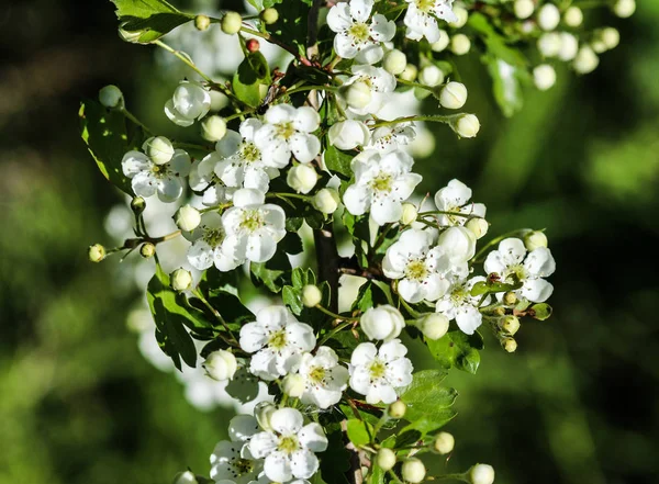 Flor blanca de espino medio, espino inglés (Crataegus laevigata) floreciendo en primavera — Foto de Stock