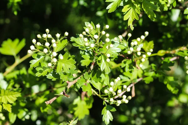 Vit blomma av Midland hagtorn, engelska hagtorn (Crataegus laevigata) blommar på våren — Stockfoto