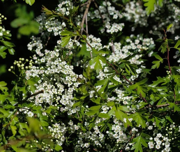 White flower of midland hawthorn, English hawthorn (Crataegus laevigata) blooming in spring — Stock Photo, Image