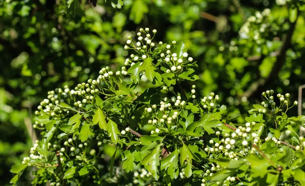 Белый цветок мидленда боярышника, английский боярышник (Crataegus laevigata), цветущий весной — стоковое фото