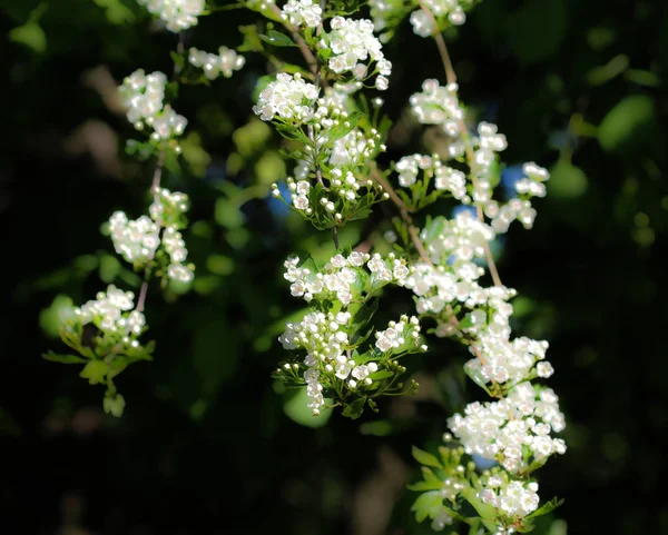 Vit blomma av Midland hagtorn, engelska hagtorn (Crataegus laevigata) blommar på våren — Stockfoto