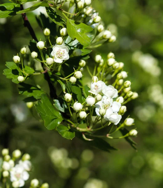 Fleur blanche d'aubépine du centre du pays, aubépine anglaise (Crataegus laevigata) fleurissant au printemps — Photo