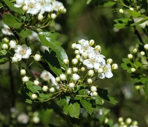 Белый цветок мидленда боярышника, английский боярышник (Crataegus laevigata), цветущий весной — стоковое фото