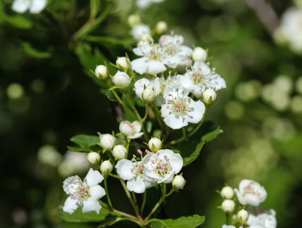Flor blanca de espino medio, espino inglés (Crataegus laevigata) floreciendo en primavera — Foto de Stock