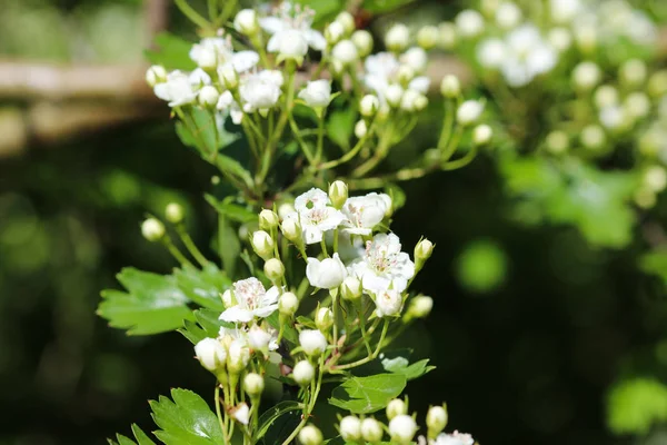 Vit blomma av Midland hagtorn, engelska hagtorn (Crataegus laevigata) blommar på våren — Stockfoto