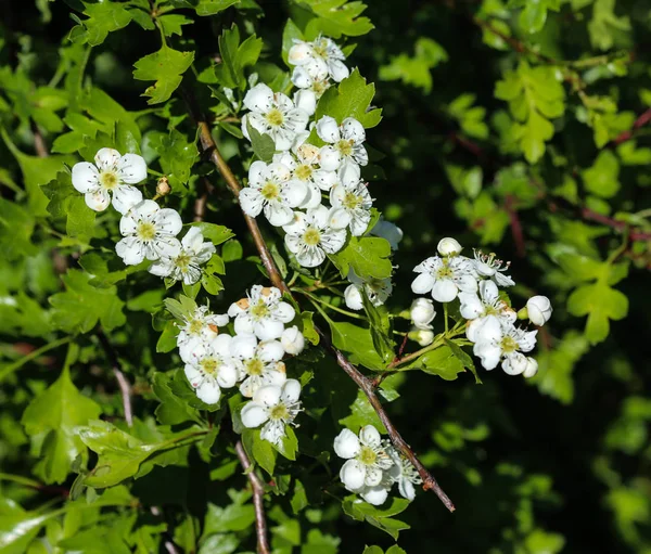 Fleur blanche d'aubépine du centre du pays, aubépine anglaise (Crataegus laevigata) fleurissant au printemps — Photo