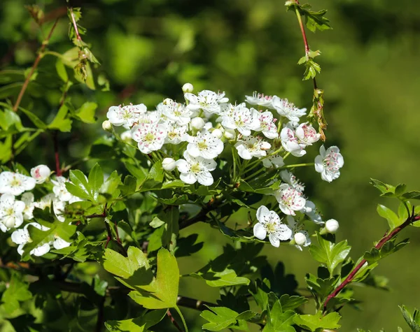 Biały kwiat z Midland głogu, Hawthorn angielski (Crataegus laevigata) kwitnące wiosną — Zdjęcie stockowe
