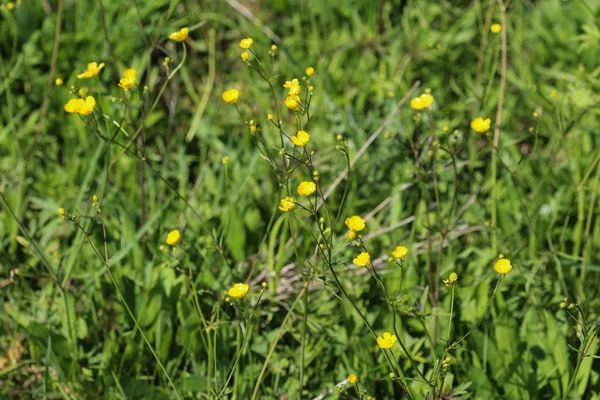 Buttercup del prado común o buttercup alto (Ranunculus acris) que florece en primavera — Foto de Stock