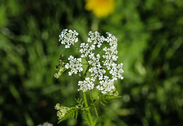 Hovězí petržel nebo divoká kerblík (Anthriscus sylvestris), kvetení během jara — Stock fotografie