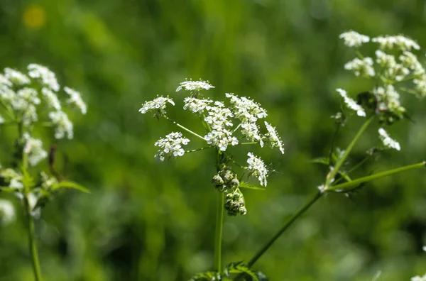 Cow parsley or wild chervil (Anthriscus sylvestris), blooming during spring — Stock Photo, Image