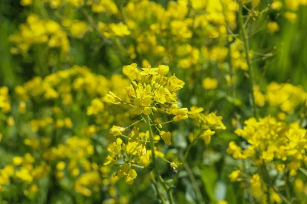 Bittercress, herb Barbara, żółta rocketcress lub zimowe rakiety (Barbarea vulgaris) kwitnące wiosną — Zdjęcie stockowe