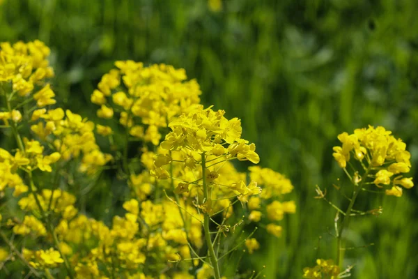 Bittercress, herb Barbara, żółta rocketcress lub zimowe rakiety (Barbarea vulgaris) kwitnące wiosną — Zdjęcie stockowe