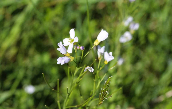 Large bitter cress (Cardamine amara) blooming in spring — Stock Photo, Image