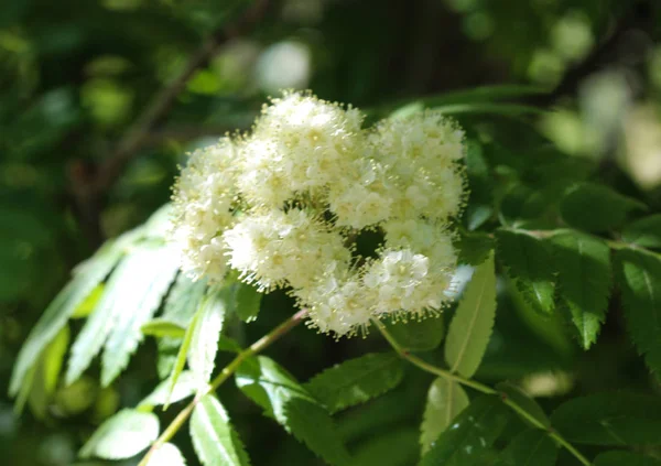 Цветок рована или рябины (Sorbus aucuparia), цветущий весной — стоковое фото