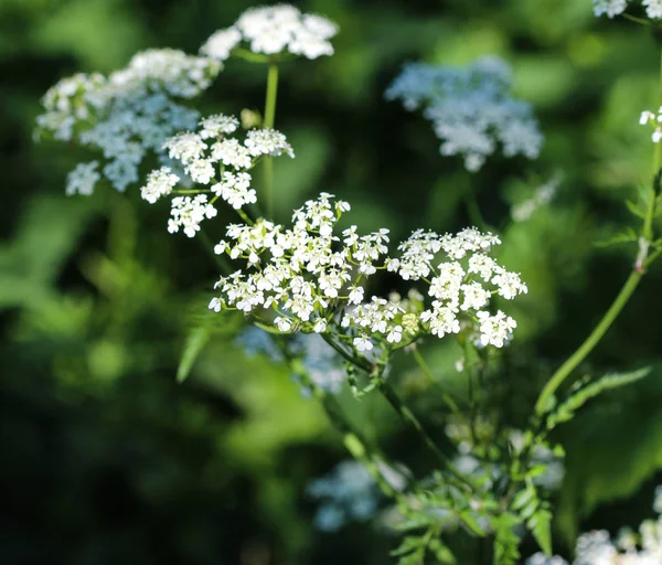 Kopersilja eller vild körvel (Anthriscus sylvestris), blommande under våren — Stockfoto