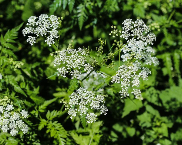 Петрушка или дикий червил (Anthriscus sylvestris), цветущий весной — стоковое фото