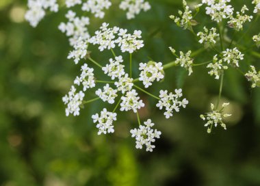 maydanoz veya yabani frenk maydanoz (Anthriscus sylvestris), bahar aylarında çiçeklenme