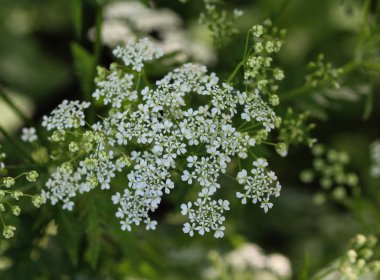 maydanoz veya yabani frenk maydanoz (Anthriscus sylvestris), bahar aylarında çiçeklenme