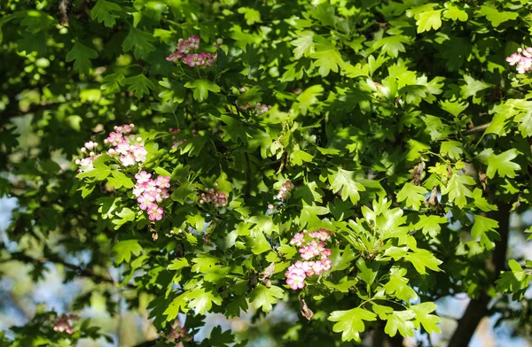 Fiore rosa di biancospino di Midland, biancospino inglese (Crataegus laevigata) fioritura in primavera — Foto Stock