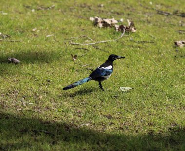Avrasya saksağanı veya ortak saksağan (Pica pica)