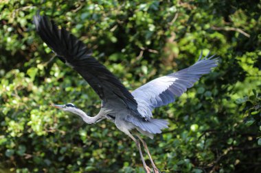 Gri ot (Ardea cinerea) nehir kıyısında