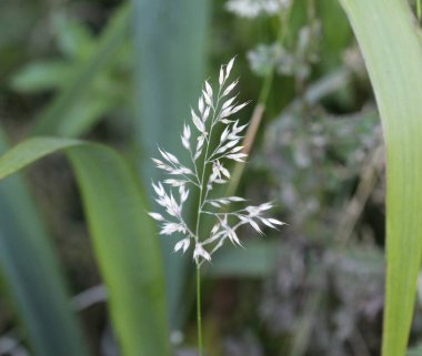 Holcus lanatus, Yorkshire sisi, tütsülenmiş çimenler ve yumuşak çayırlar gibi yaygın isimler