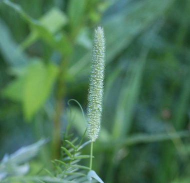 Çayır tarlasında Timothy otu (Phleum pratense)