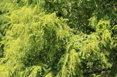 Taxodium distichum (kel selvi) yapraklı kozalaklı bir kozalaktır.