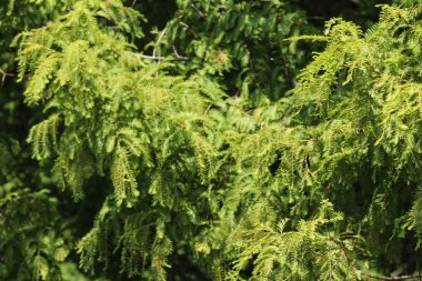 Taxodium distichum (kel selvi) yapraklı kozalaklı bir kozalaktır.