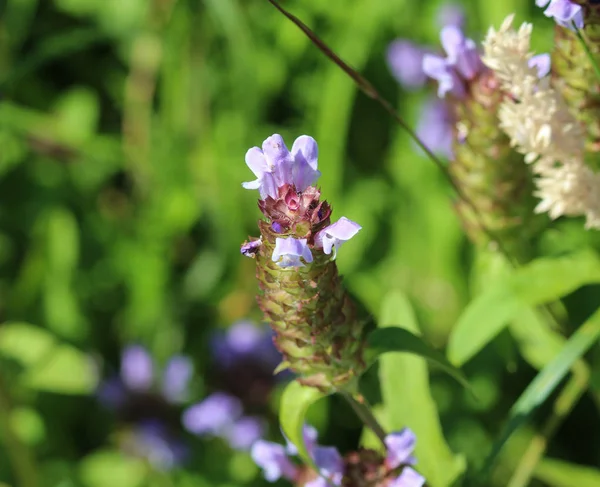 Flor de Prunella vulgaris, conocida como uno mismo común sanar, sanar todo, hipérico, corazón de la tierra, carpinteros hierba, hierba parda y rizos azules — Foto de Stock