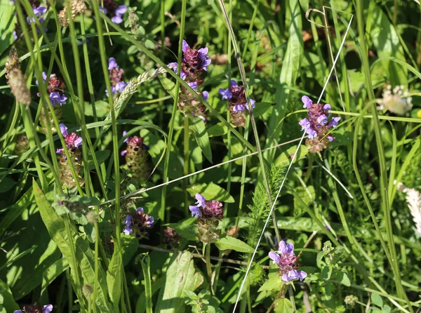 Flor de Prunella vulgaris, conocida como uno mismo común sanar, sanar todo, hipérico, corazón de la tierra, carpinteros hierba, hierba parda y rizos azules — Foto de Stock